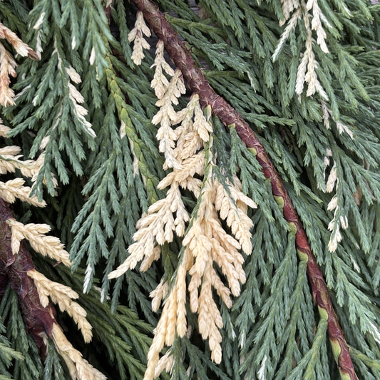 Fresh Cypress Leyland Variegated