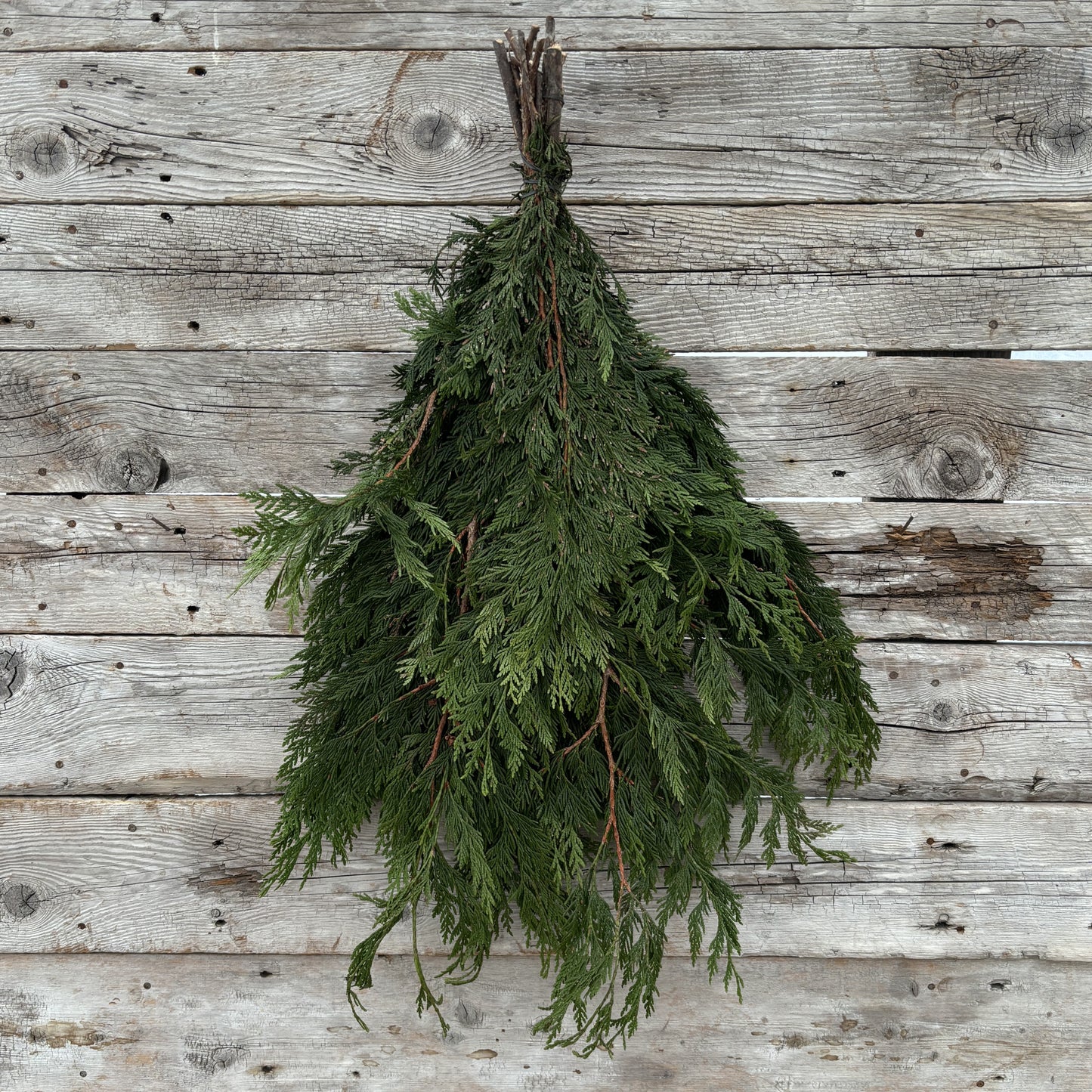 Fresh Cedar Western Red Bundle 2lbs