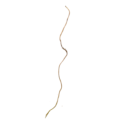 Curly Willow 36" Tall Bundle