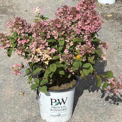Hydrangea 'Little Quick Fire®'