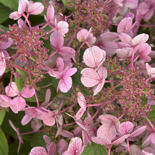 Hydrangea 'Little Quick Fire®'