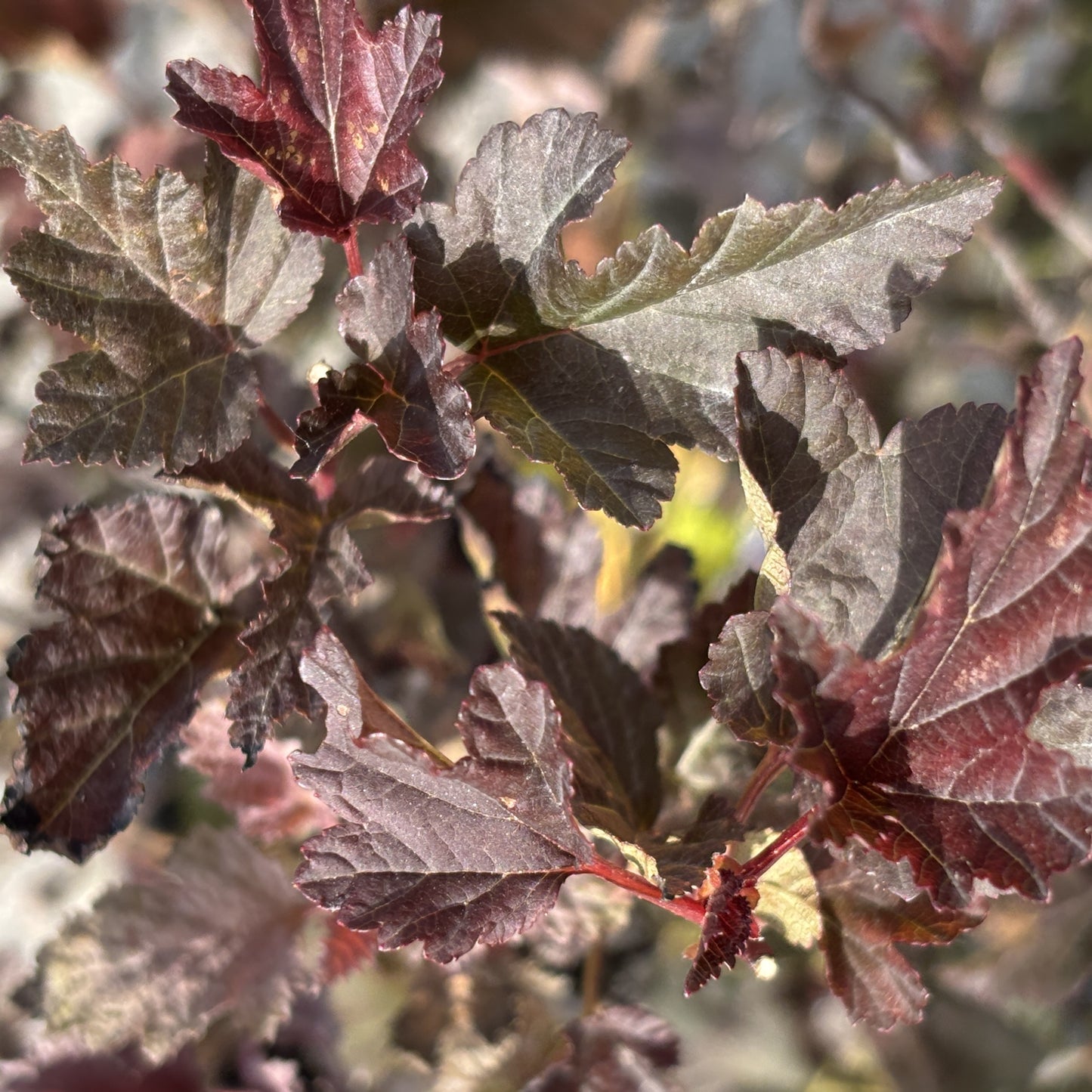 Ninebark 'Satin Chocolate'