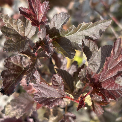 Ninebark 'Satin Chocolate'