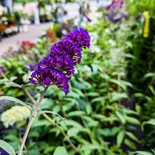 Butterfly Bush 'Black Knight'