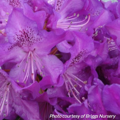 Rhododendron 'Florence Parks'