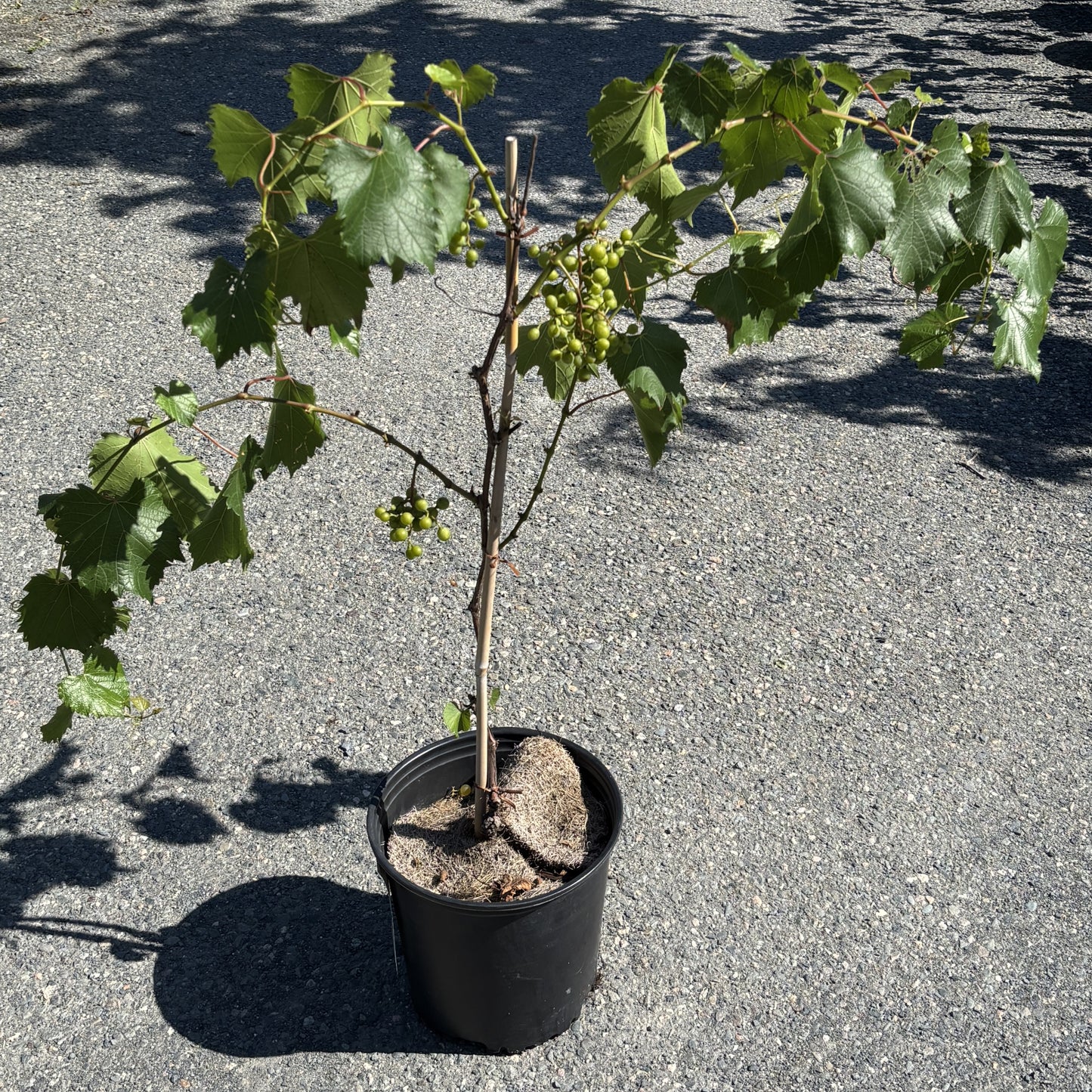 Grape 'Osceola Muscat'