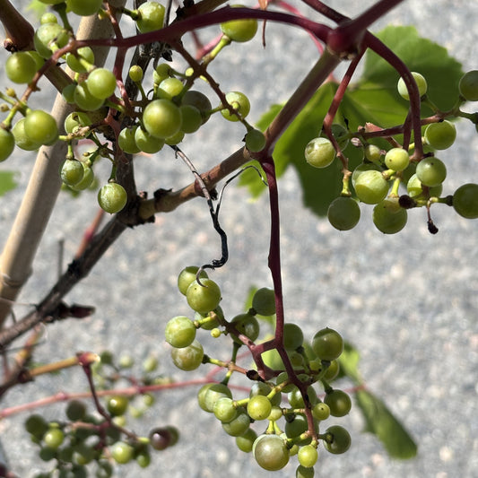 Grape 'Osceola Muscat'
