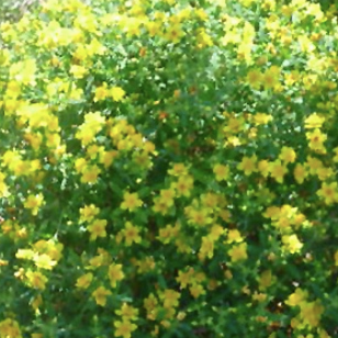 St. John's Wort 'Kalm's'