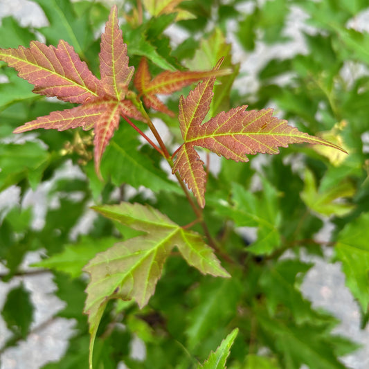 Maple 'Amur Flame'