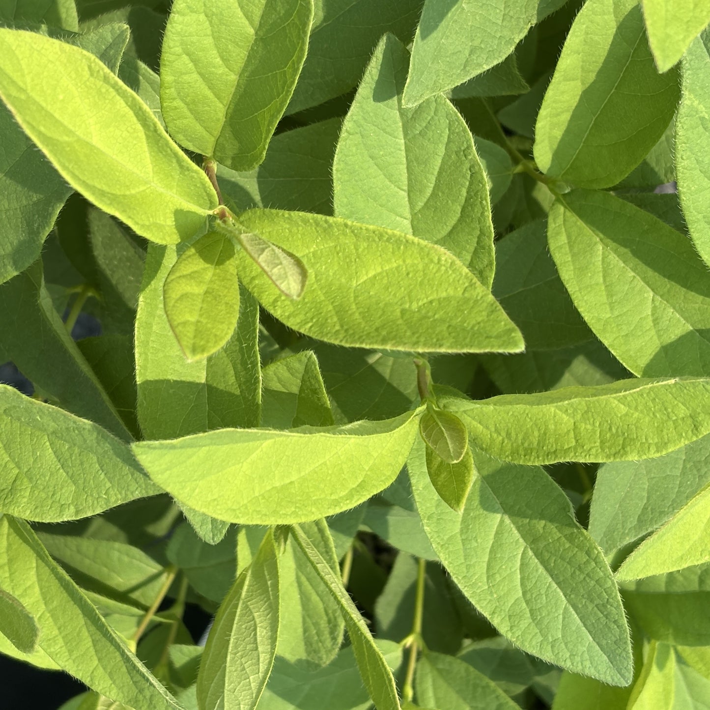 Haskap 'Aurora'