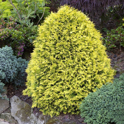 False Cypress 'Sunkist'