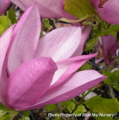 Magnolia 'Susan'