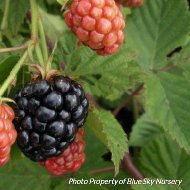 Thornless Blackberry 'Triple Crown'