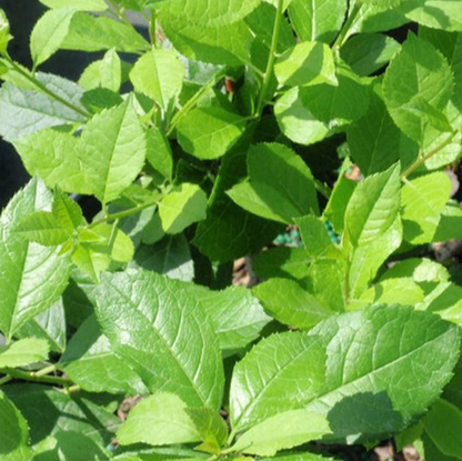 Winterberry 'Mr Poppins'