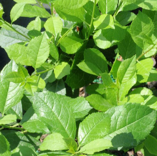 Winterberry 'Mr Poppins'