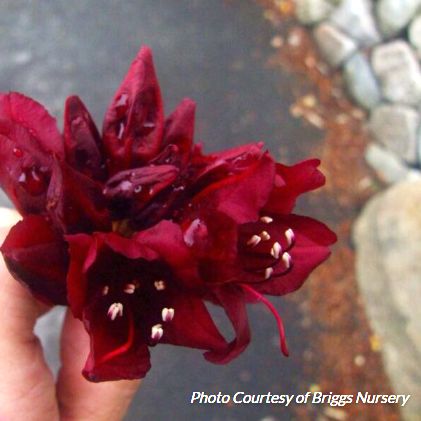Rhododendron 'Dark Lord'