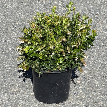 Lingonberry 'Red Candy'