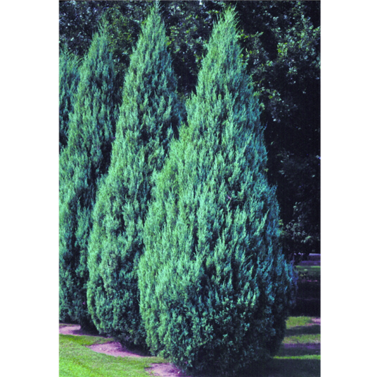 Juniper 'Moffet's Blue'