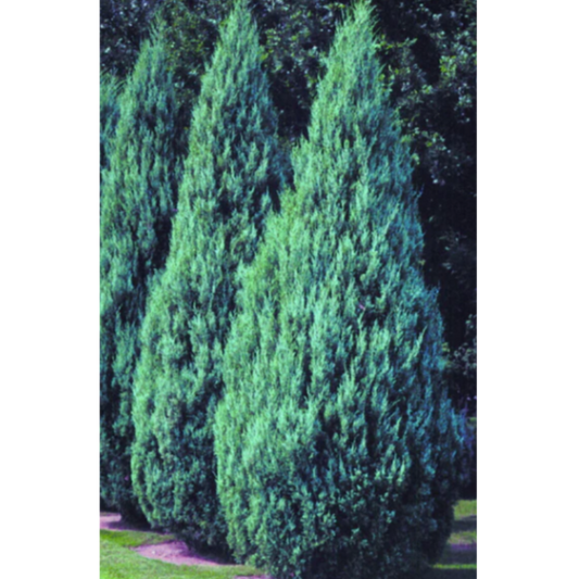 Juniper 'Moffet's Blue'