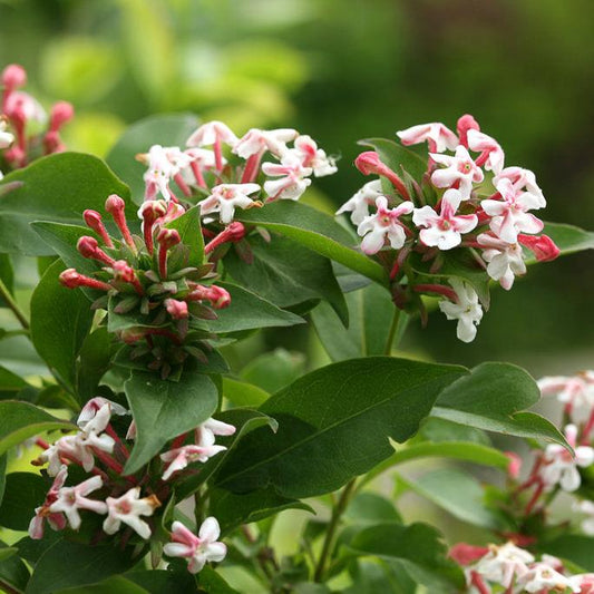Abelia 'Sweet Emotion'
