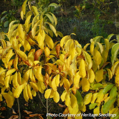 Northern Spicebush