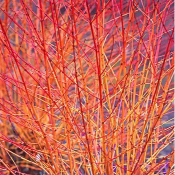 Dogwood 'Midwinter Fire'