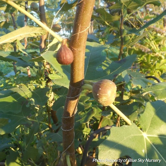 Fig 'Chicago Hardy'