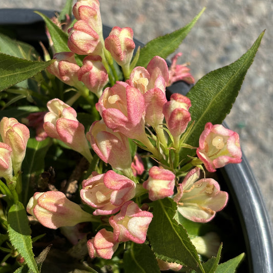 Weigela 'Peach Kisses'