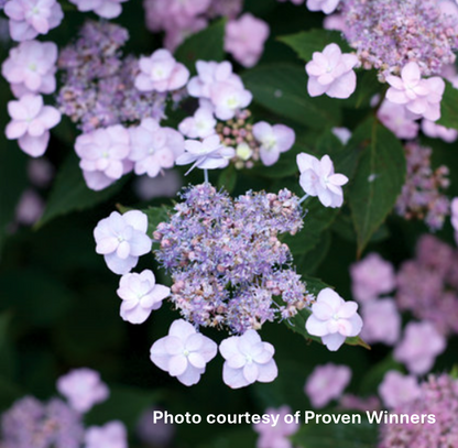 Hydrangea 'Tiny Tuff Stuff®'