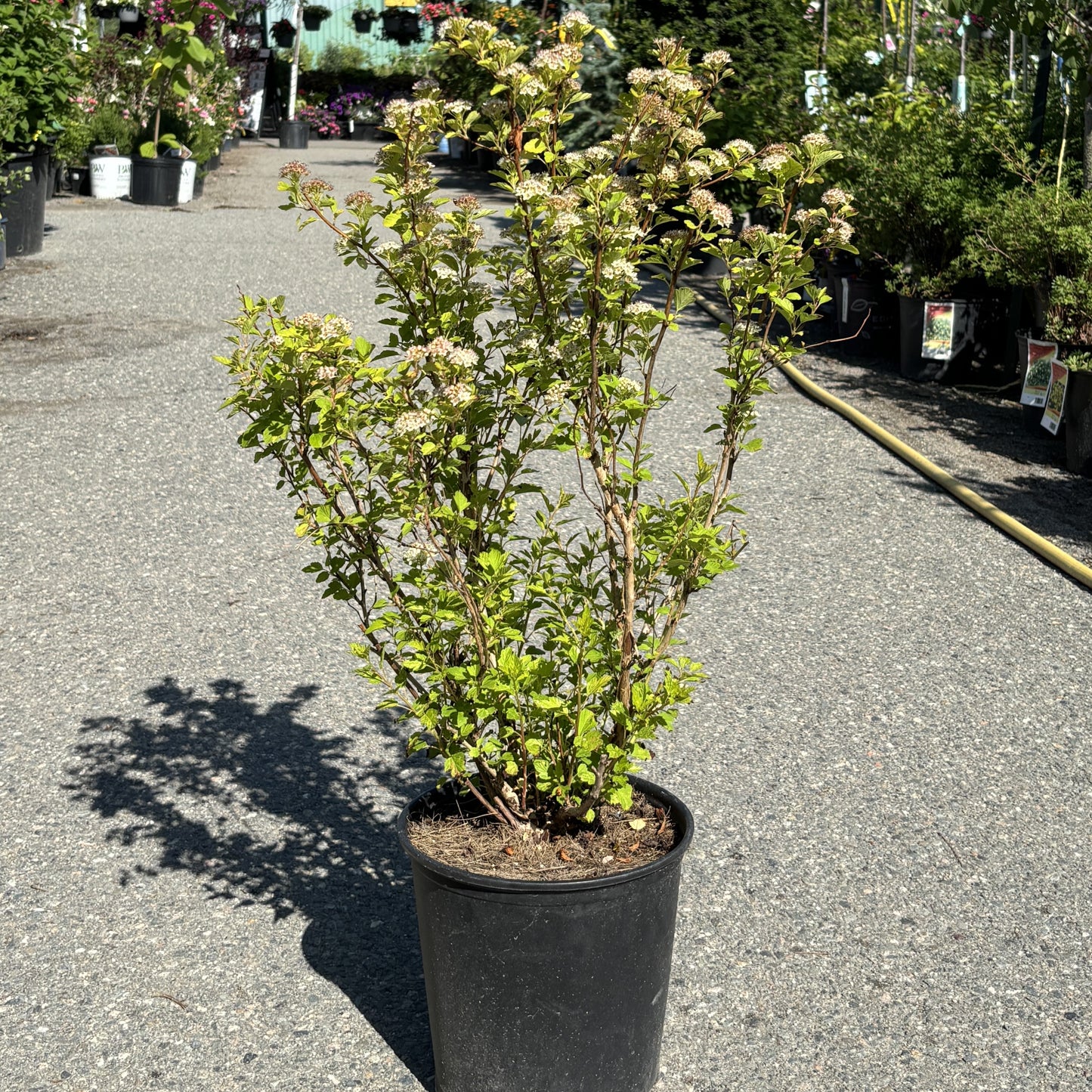 Ninebark 'Raspberry Lemonade'