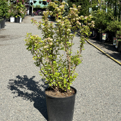 Ninebark 'Raspberry Lemonade'