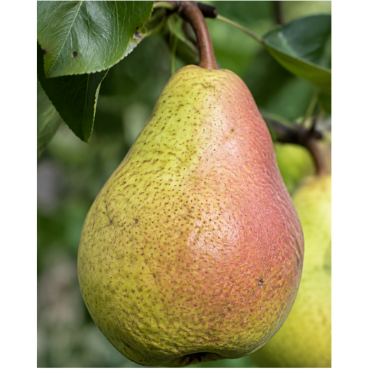 Pear 'Flemish Beauty'