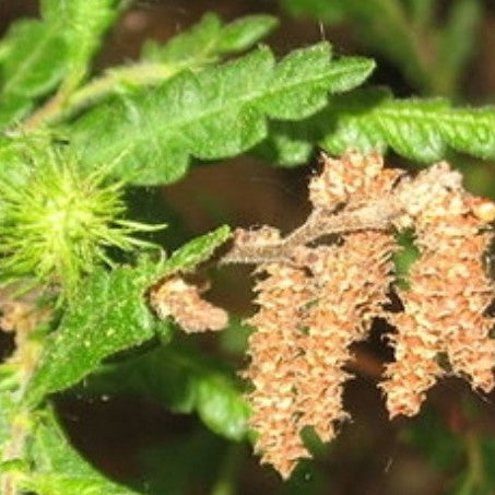 Sweet Fern