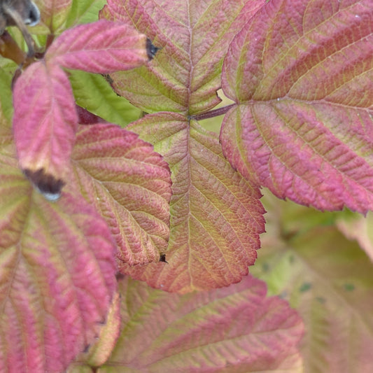 Raspberry 'Nova'