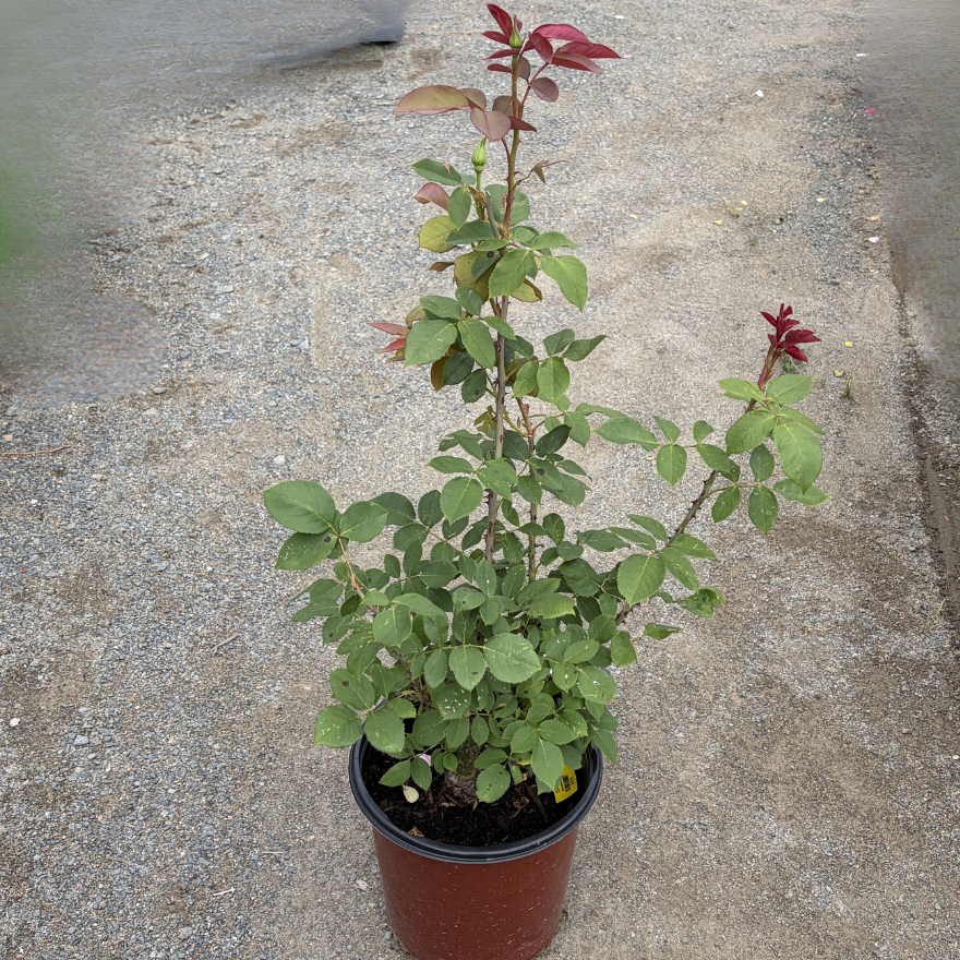 Rose 'Mr Lincoln'