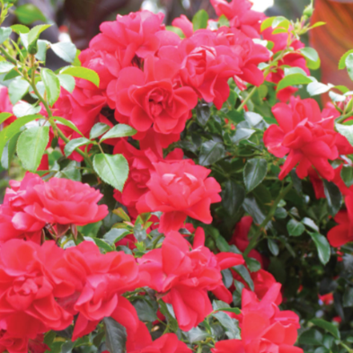 Rose 'Flower Carpet® Scarlet'