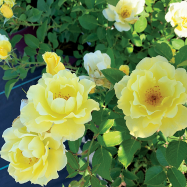 Rose 'Yukon Sun™'