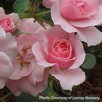 Rose 'Bonica®'