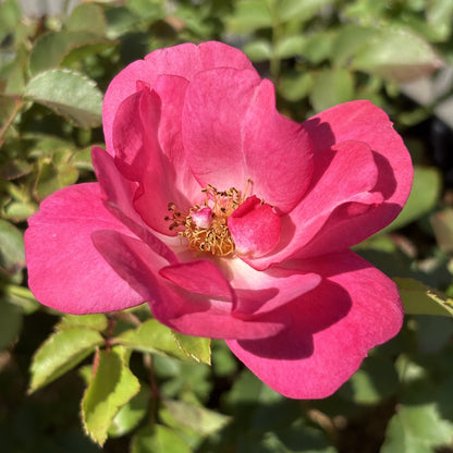 Rose Bush 'Sunrise Sunset'