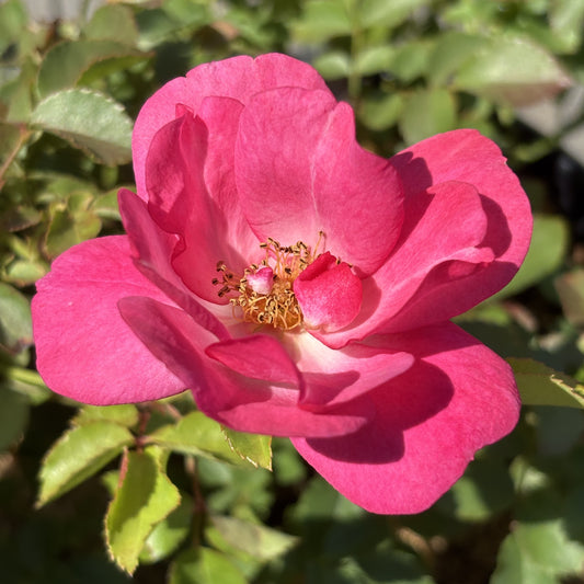 Rose Bush 'Sunrise Sunset'