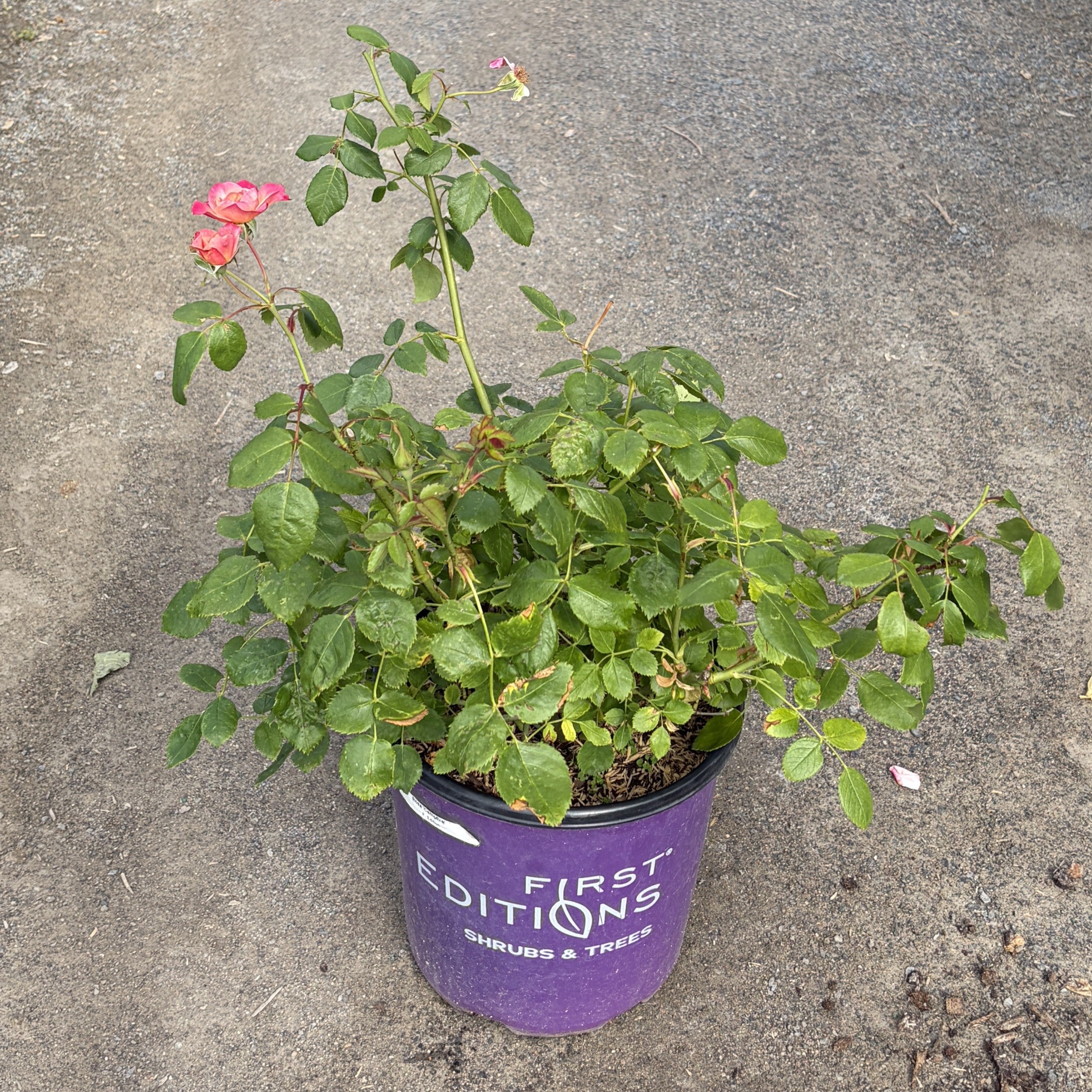 Rose 'Campfire'