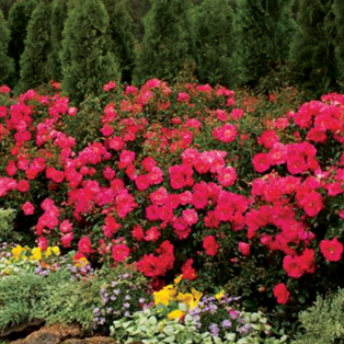 Rose 'Flower Carpet® Pink Supreme'