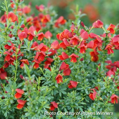 Scotch Broom 'Sister Redhead®'