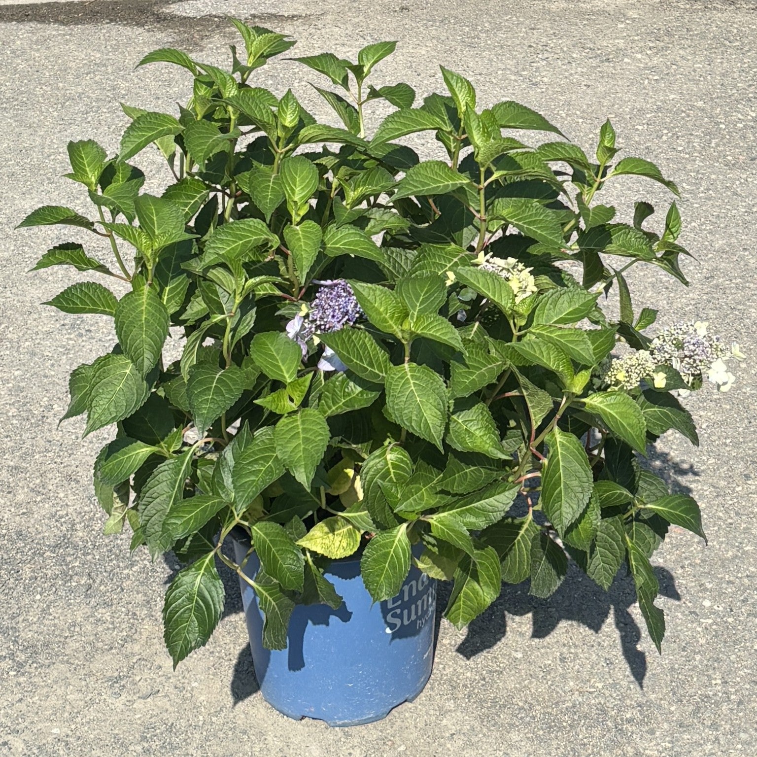 Hydrangea 'Pop Star®'