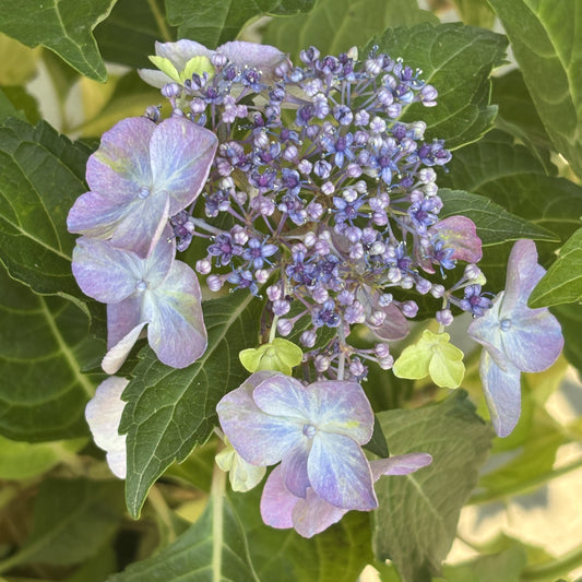 Hydrangea 'Pop Star®'