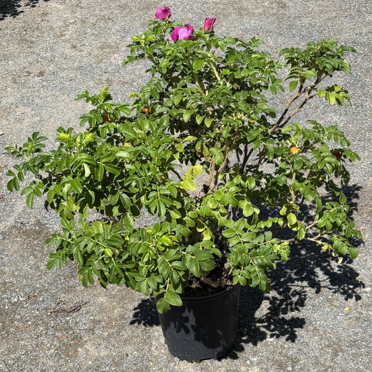 Rose Bush 'Rosa Rugosa'