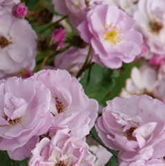 Rose 'Rise Up Lilac Days™'