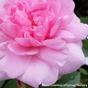 Rose 'John Davis'