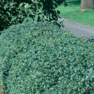 Amur 'Privet'