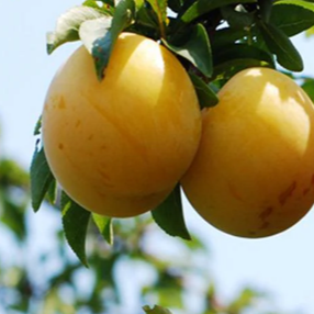 Plum ‘Green Gage’